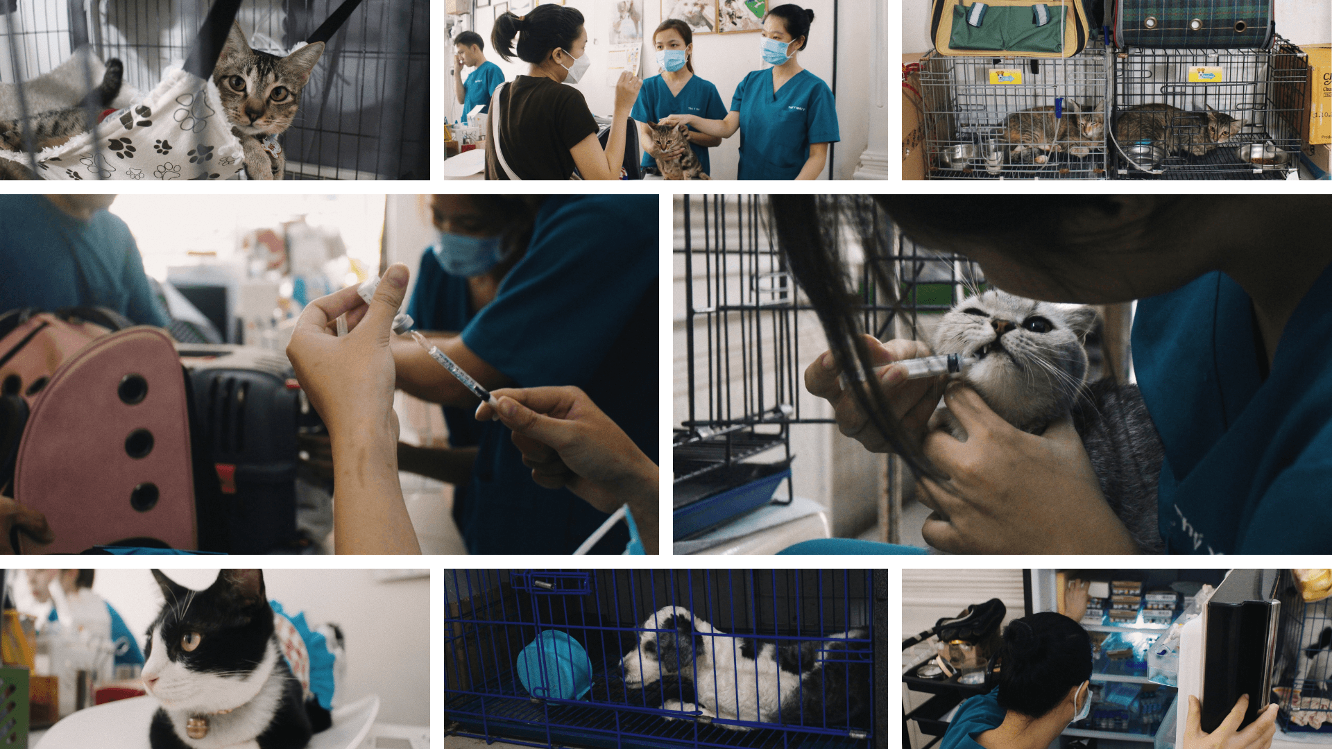Bác sĩ thú y Như Ý: Quan sát và "lắng nghe" động vật để chăm lo chữa trị đúng cách