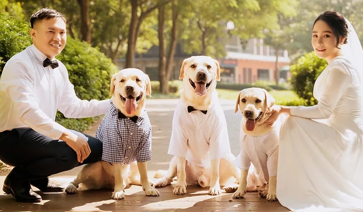 Chủ nuôi Củ Cải Family: "Đối với bạn, chó chỉ là vật nuôi, nhưng đối với chúng, bạn là cả cuộc đời"