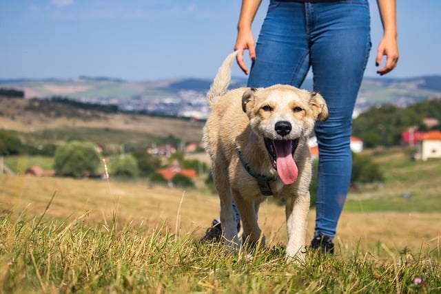 Mất trí nhớ ở chó: Ngăn ngừa bằng cách đi bộ