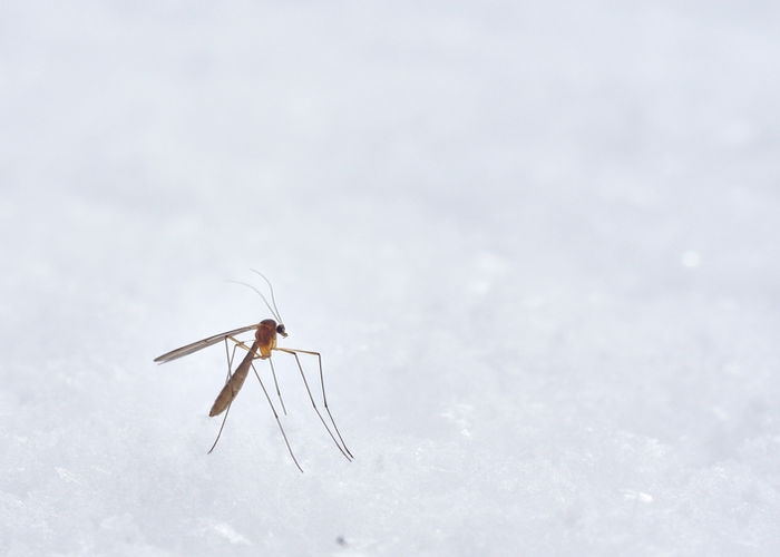"Nam châm" hút muỗi: Ai là đối tượng muỗi ưa thích nhất?